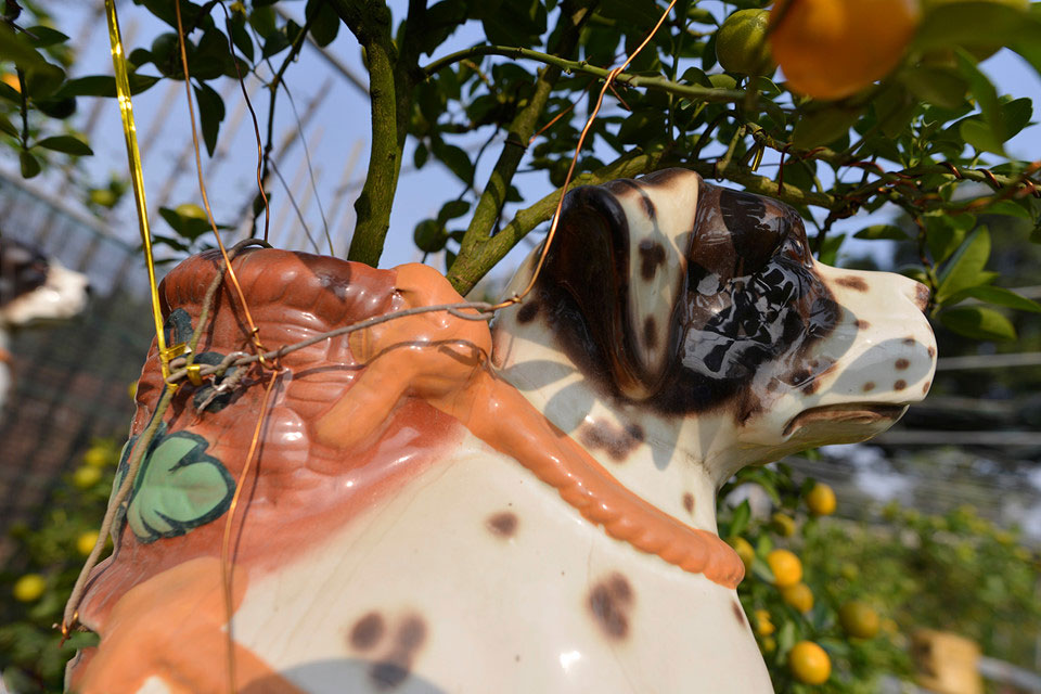 Quất ngự lưng chó đốm phục vụ Tết Nguyên đán